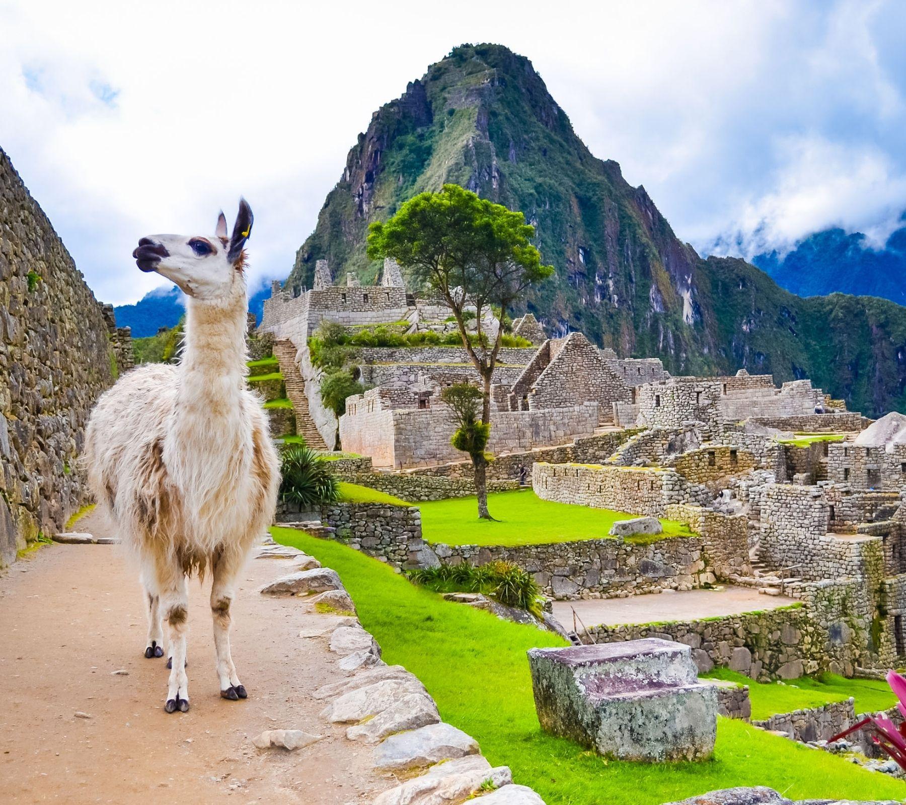 Llama grazing above the Sacred Valley near Cusco, Peru