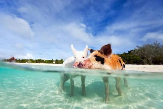 Swimming pigs at a Bahamas sandbar on the veteran group trip's surface day