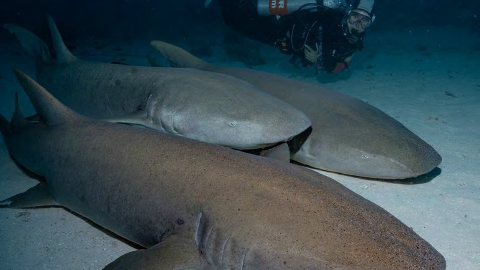 Nurse sharks in the shallows of Vaavu Atoll, Maldives during a night snorkel