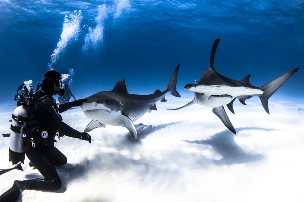 BIMINI — BAHAMAS SHARK DIVE
